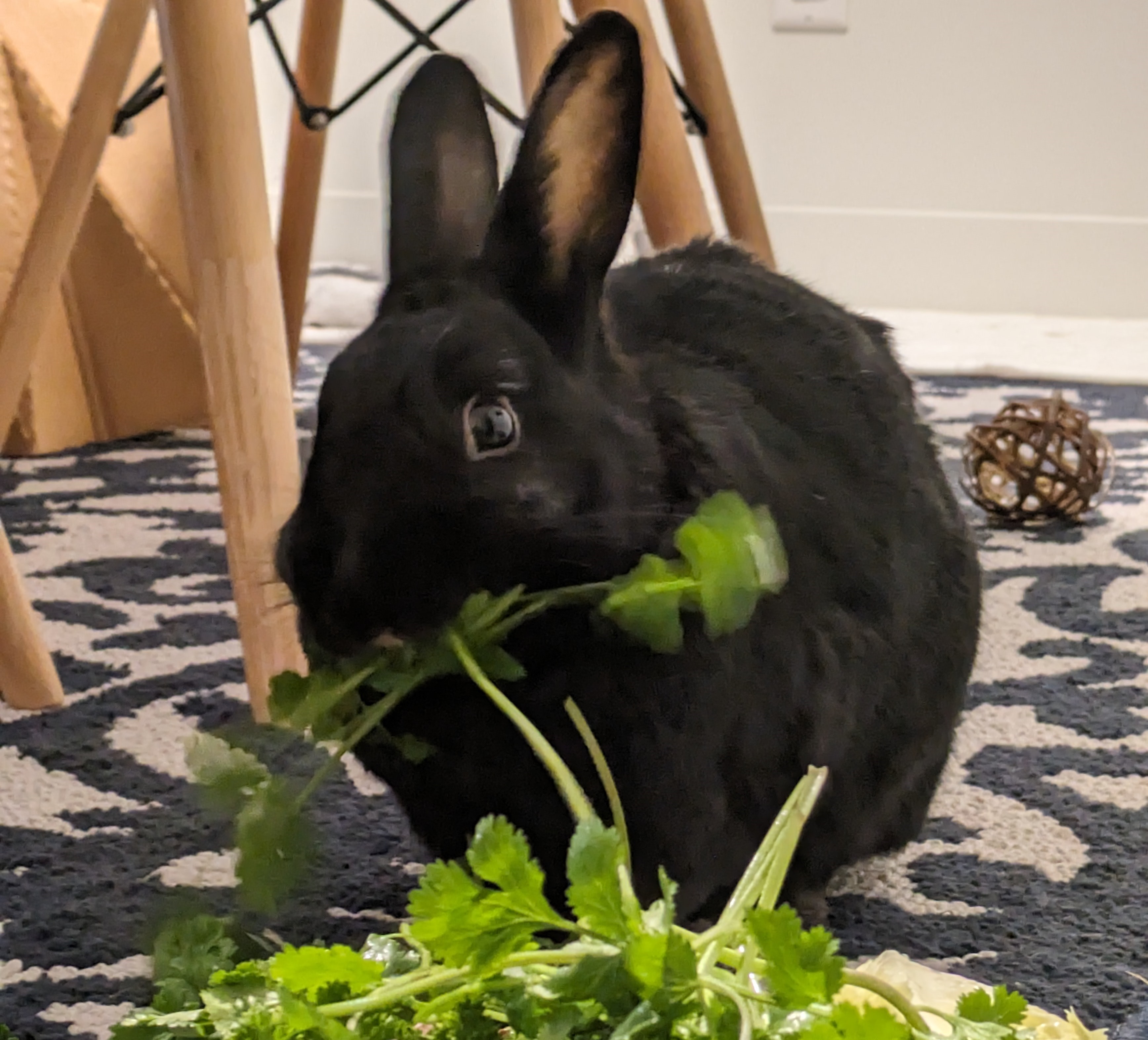 Black bunny eating a piece of parsley with absolute grace. 
        Her eyes are wide, her head is thrown backwards, and the parsley is but a smear of green. 
        All her life she has trained for this moment.