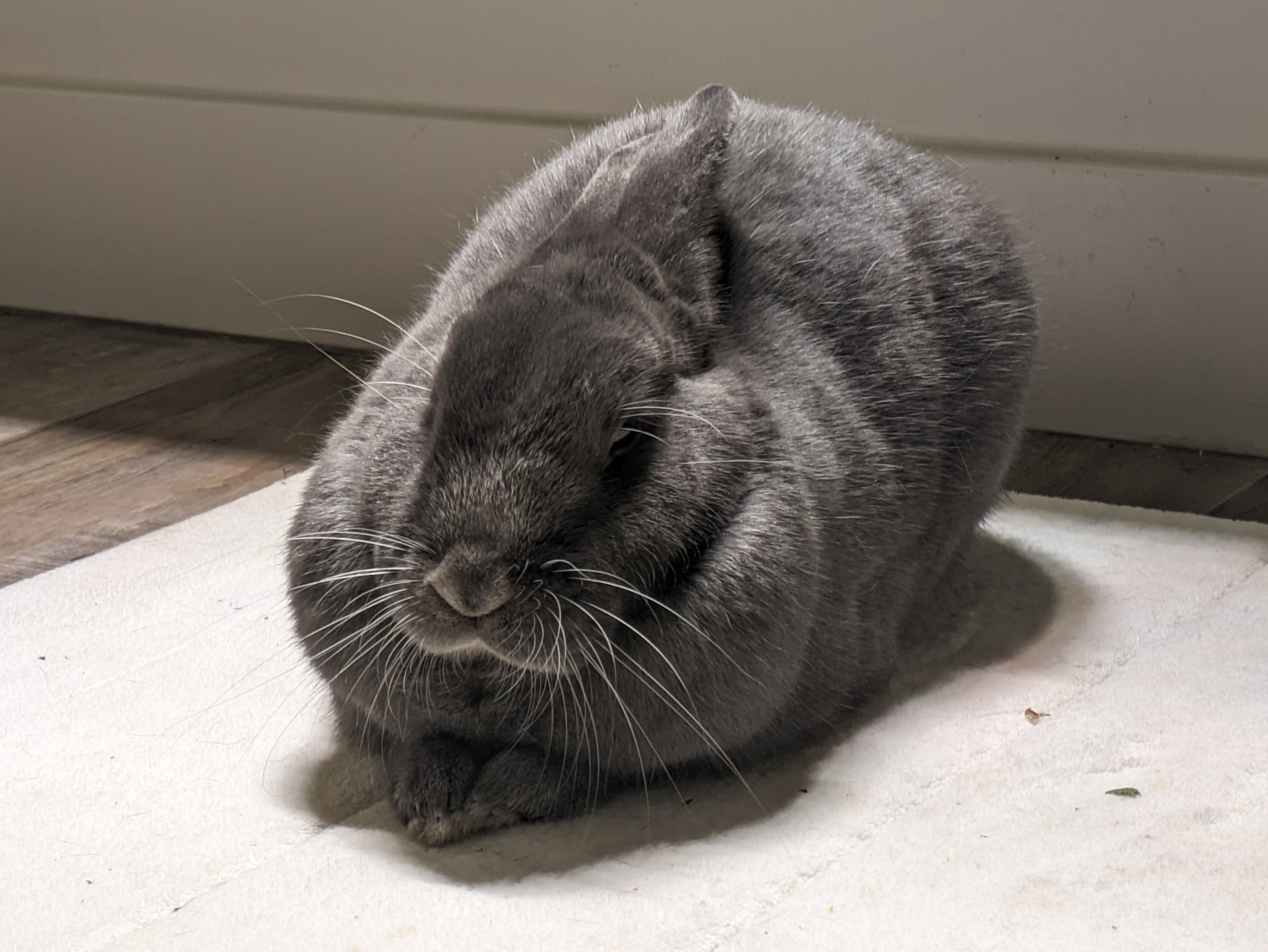 Light grey bunny loafing. His little paws are poking out in a triangle shape from under his
        wiiiiiide shoulders. He is backlit and looks like a Greek good. His one braincell is content.