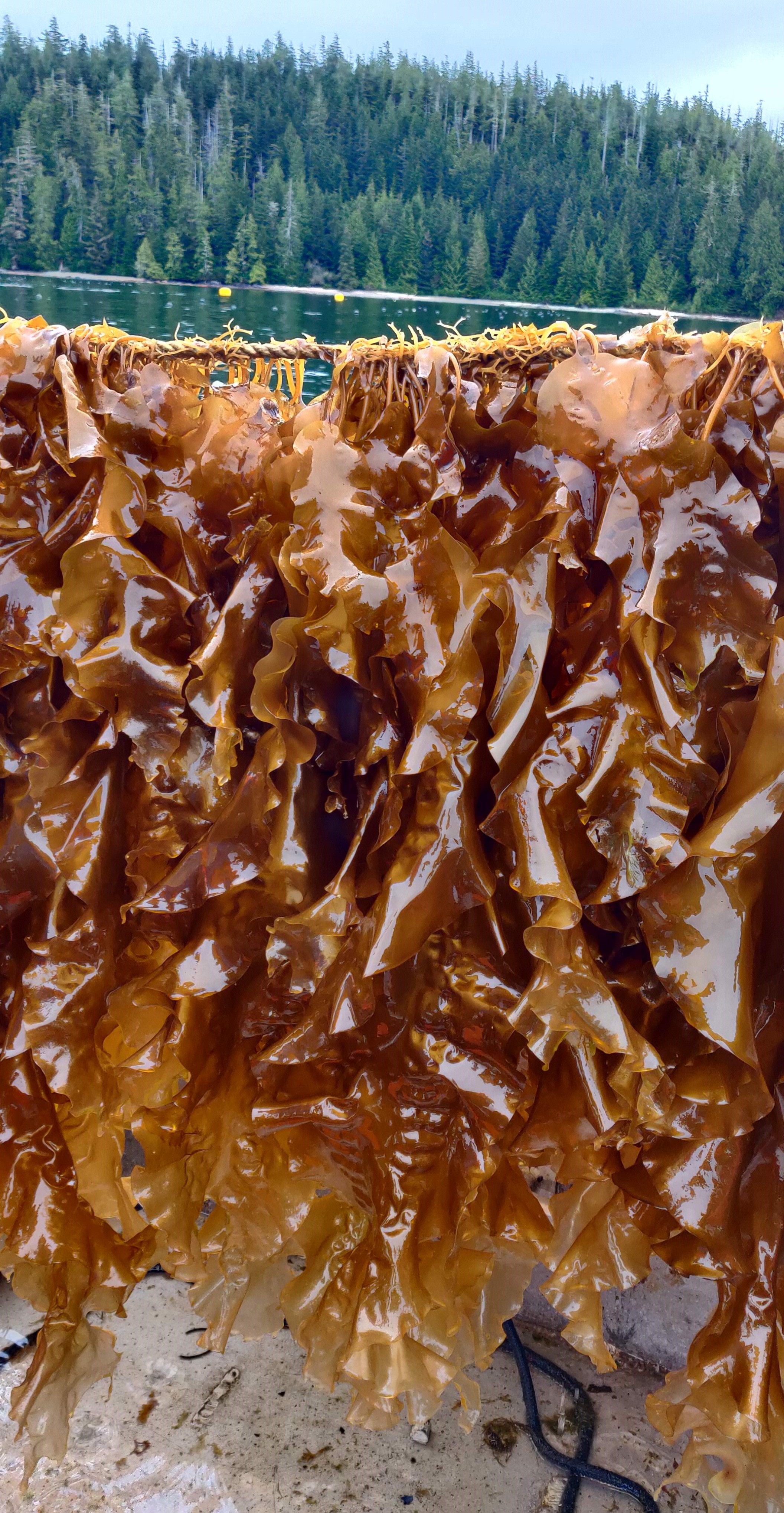 photos of kelps on a kelp line from a kelp farm.